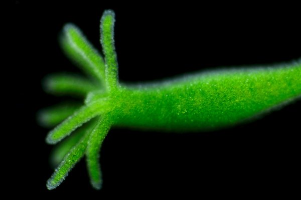 Kraken kraken link24 info
